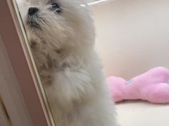 -翊宠yipet猫狗购宠庄园犬舍•猫舍