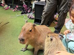 -正佳雨林生态植物园