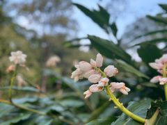 -中国科学院华南植物园