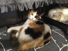 -平行世界·猫咖(首经贸店)