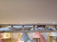 -滚猫咖啡·猫咖·猫友好撸猫(未来城店)