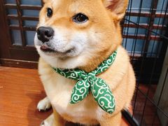 -逗柴咖啡屋·狗咖猫咖宠物桌游