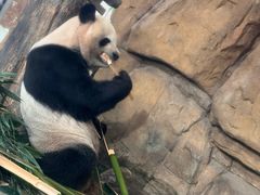 -成都动物园