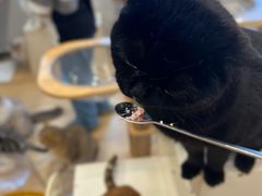 -有喵·猫咖·狗咖·30几只猫10只小狗(岗厦店)