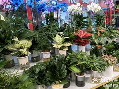 -怡花宜木鲜花店(朝阳路店)