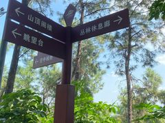 -王借岗森林公园