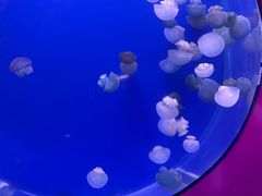-海合安武汉极地海洋公园