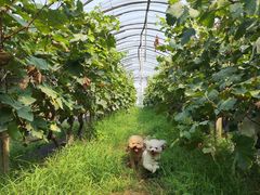 -马陆小张葡萄园农家乐