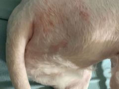 -宠物星动物医院·眼科·异宠·猫科(江南大道总院)