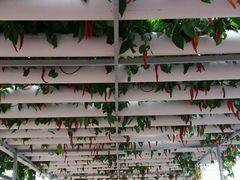 -东南花都花博园