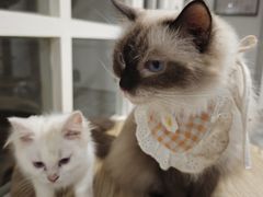-楼上猫咖(罗湖店)