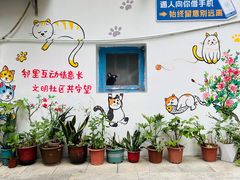-猫咪博物馆(顶澳仔猫街店)