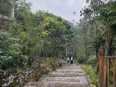 -铁山坪森林公园