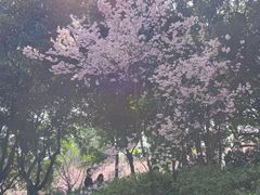 -南山植物园