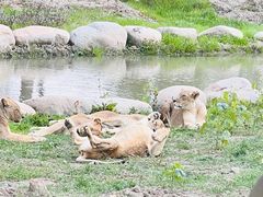 -上海野生动物园