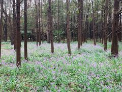 -上海滨江森林公园
