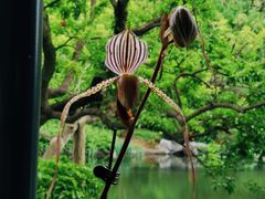 -云溪植物园