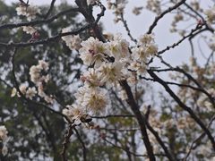 -新江湾城公园