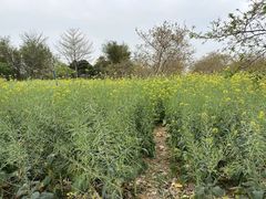 -天适樱花悠乐园