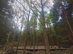 -四明山国家森林公园