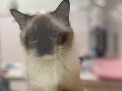 -佳雯宠物医院(四明中路分院)