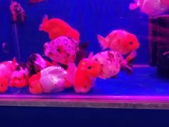 -清平路水族市场