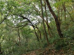 -九曜山
