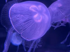 -欢乐海岸海洋奇梦馆