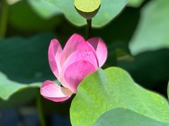 -长兴太湖图影湿地文化园