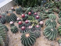 -深圳仙湖植物园