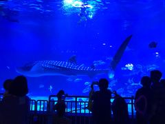 -烟台海昌鲸鲨海洋公园