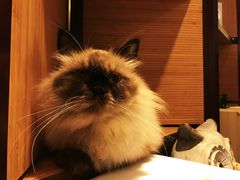 -more than meow吴止猫主题餐厅(承德 中船汇店)