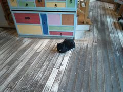 -猫的天空之城概念书店(丽江古城饮玉巷店)