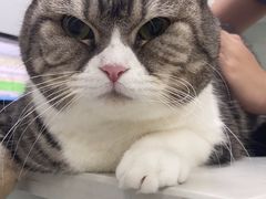 -可蒙动物医院·猫科·骨科中心(首义路店)