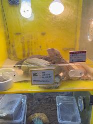 -神奇动物撸宠馆·羊驼·小浣熊·异宠(豫园店)