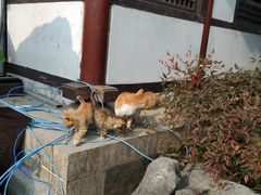 -常熟方塔园