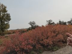 -金塔沙漠胡杨林景区
