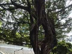 -香港皇家太平洋酒店