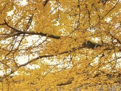 -佛荫寺