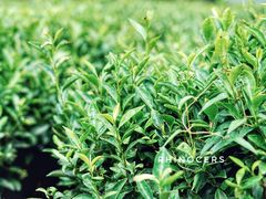 -雪绿茶博物馆
