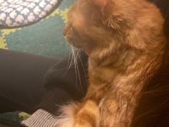 -猫猫幼稚园·撸猫·桌游·电玩