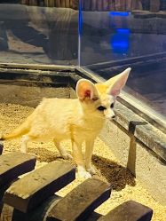 -未来动物城动物主题公园(大悦城店)