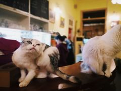 -猫色咖啡·猫咖