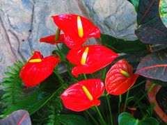 -北京植物园-展览温室