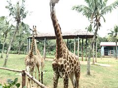 -海南热带野生动植物园