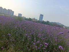 -光明小镇欢乐田园