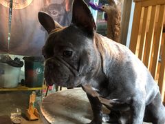 -more than meow吴止猫主题餐厅(承德 中船汇店)