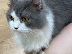 -1013 PET SHOP精品宠物商店(丁香店)