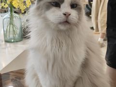 -共舞时光猫咖·狗咖(新街口店)