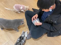 -1013 PET SHOP精品宠物商店(丁香店)